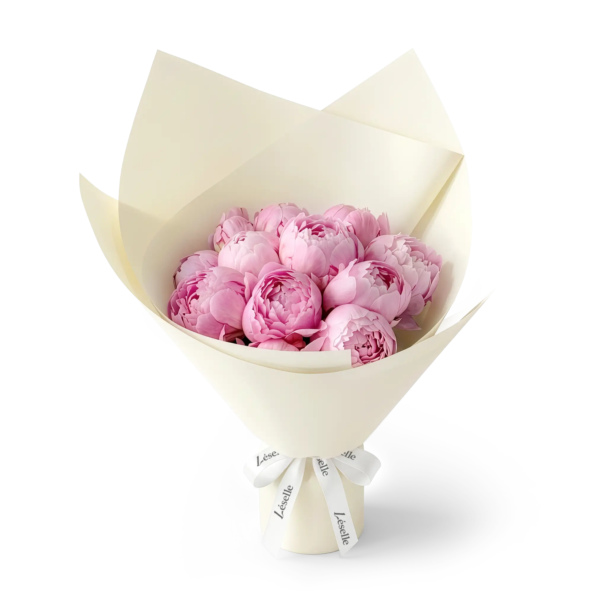 Bouquet of pink peonies wrapped in cream white paper with a white ribbon on a transparent background