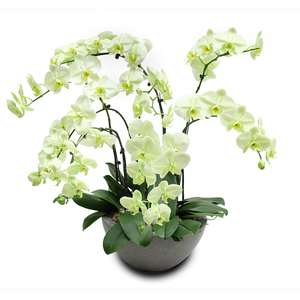 Fresh Orchid Bowl - Green Phalaenopsis (L) 5+ Stems