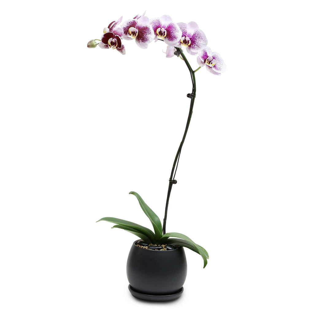 Fresh Orchid Bowl - Night Pearl Phalaenopsis - 1-3 Stems