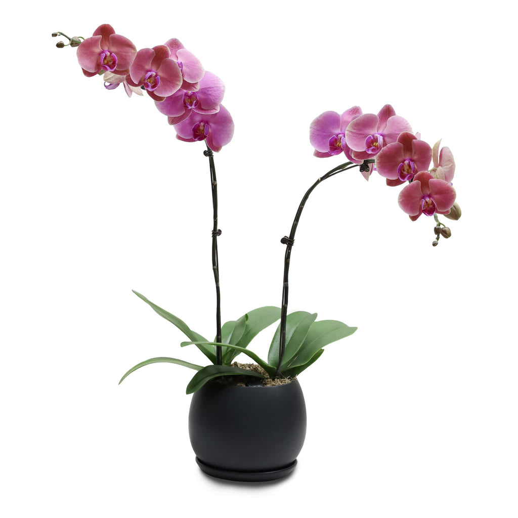 Fresh Orchid Bowl - Rosewood Phalaenopsis - 1-3 Stems