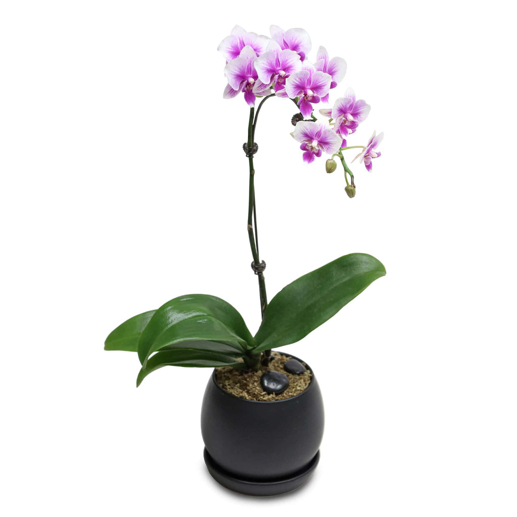 Fresh Orchid Bowl - Taffy Pink Phalaenopsis (S) 1-3 Stems